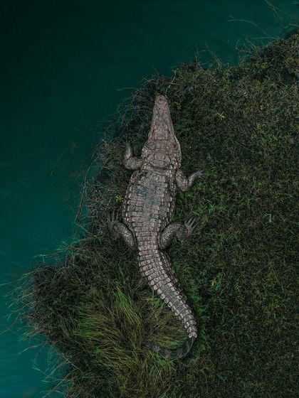 A different angle of the crocodile, this time resting on a patch of moss in the water. It shows the reptile in its natural, serene state.