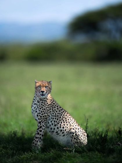 Lions & Cheetahs of the African Savannah photo 11