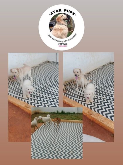 Star Pups - Pet Boarding & Daycare Our Happy Guests & Many Breeds photo 4