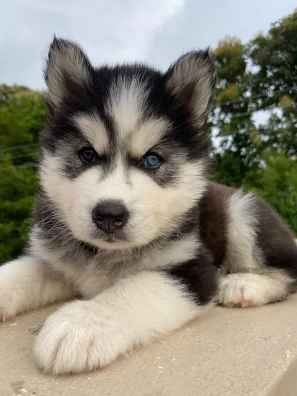 Meet this stunning woolly coat Siberian Husky pup with unique odd eyes. We specialize in breeding Huskies with excellent temperaments and striking features like this little one, ensuring they are both beautiful and well-socialized.