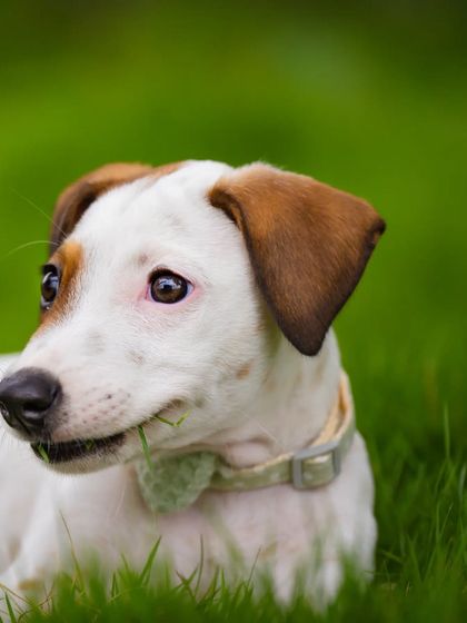 A funny shot of Frankie caught nibbling on a blade of grass. It's these quirky, candid moments that make a pet's personality shine in adoption photos.