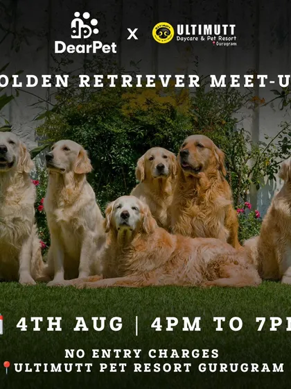 An event poster for our Golden Retriever Meet-Up, showcasing a group of beautiful Goldens. These tribe meetups are a fantastic opportunity for dogs and their parents to connect with their own breed community.