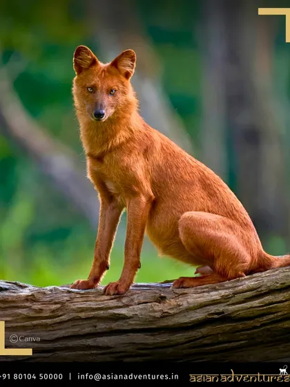 A Dhole, or Asiatic Wild Dog, sits attentively on a log in Central India. These fascinating pack hunters are a key species we look for on our tours through Tadoba, Pench, and Kanha.