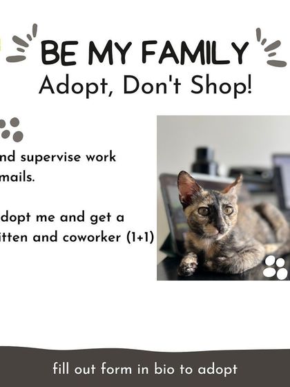 Adopt Bean and you get a kitten and a coworker in one. She's ready to help you with all your tasks, especially those that involve sitting on your keyboard.