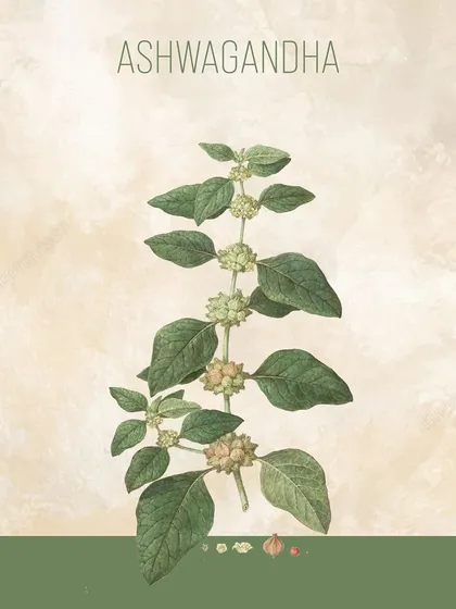 A botanical illustration of the Ashwagandha plant, the source of one of Ayurveda's most powerful adaptogenic herbs. It is revered for its ability to build strength, reduce stress, and enhance vitality.