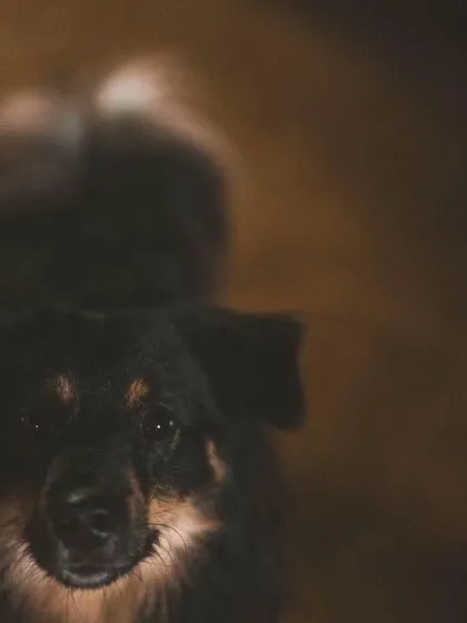 A sweet portrait of one of our smaller, mixed-breed dogs looking up with gentle eyes.