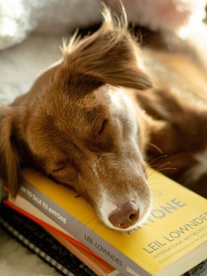 WoofWoof Stories - Pet & Family Photography Dressed to Impress photo 3