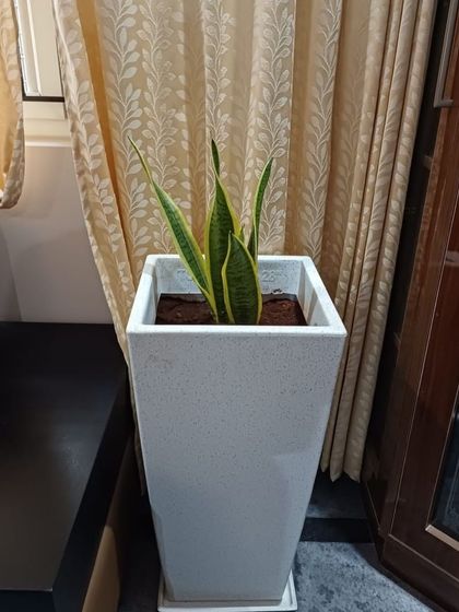 The Garden Hub - Garden Maintenance Indoor Plant & Pot Styling photo 3