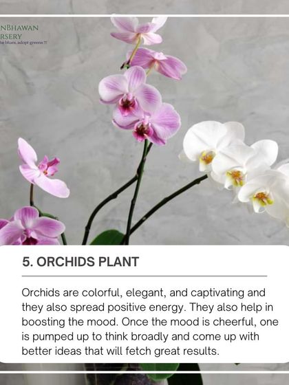 Orchids are colorful, elegant, and captivating plants that are believed to spread positive energy. They also help in boosting the mood, which can lead to better ideas and great results.
