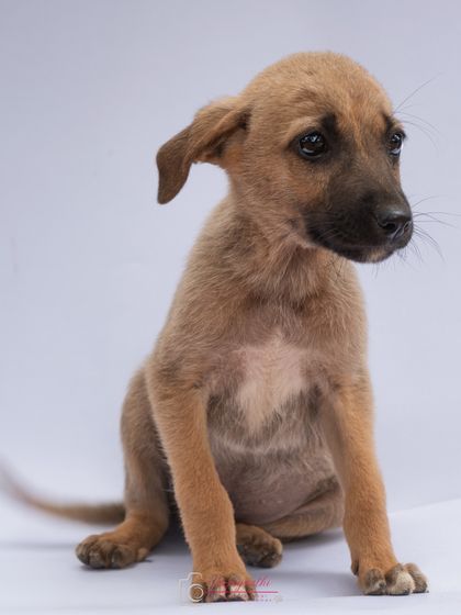 A beautiful studio portrait of an adorable 40-day-old puppy rescued from a highway, now looking for a safe and loving home.