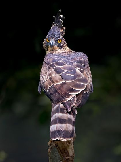 The Legge's Hawk Eagle turns to look back, giving a fantastic view of its impressive crest and feather details.