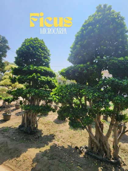 Delhi Gardner - Full-Service Landscaping Statement Trees & Sculpted Topiaries photo 8