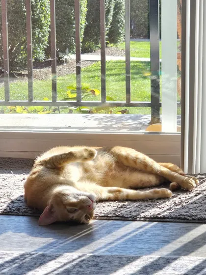 From a travel crate in Mumbai to sunbathing in a New York apartment. Snowy the cat made the big journey and is now living a life of pure comfort and relaxation. I ensure even my feline clients travel stress-free.