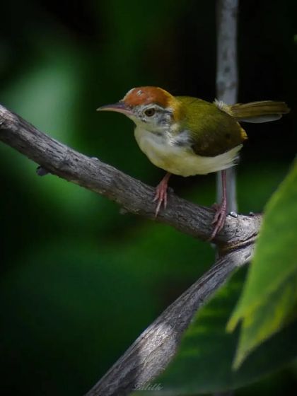 Lalith - Wildlife & Nature Photography Bird Portraits: Up Close & Personal photo 46