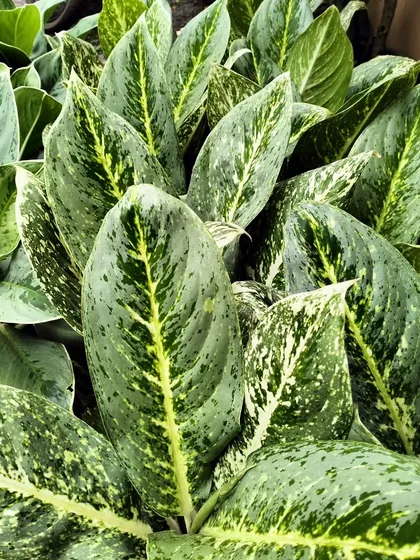 This variegated Aglaonema is a versatile and hardy indoor plant, making it an excellent, low-maintenance option for our office rental clients.