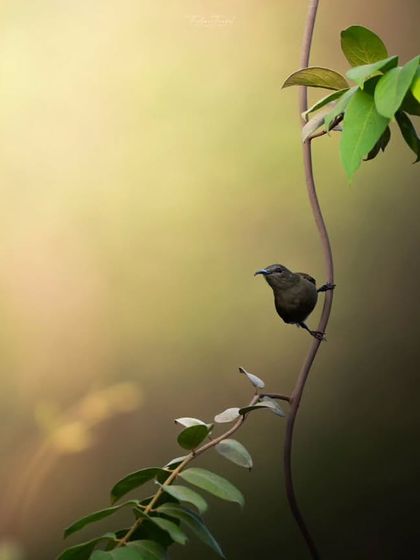 Another angle of the female Vigor's Sunbird, showing its delicate form against the beautifully blurred background.