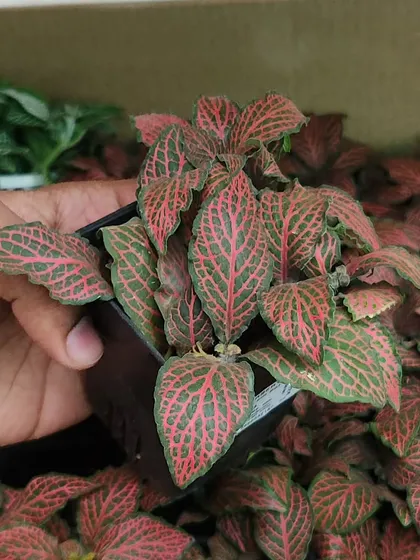 Similar to its green counterpart, the Red Fittonia stands out with its colorful veins. It thrives in high humidity, making it great for bathrooms or terrariums.