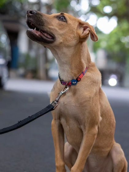 Govind Raj - Pet Photography Celebrating Indies & Rescues photo 10