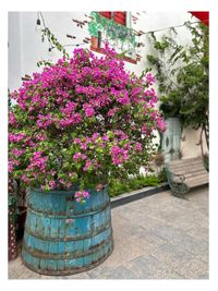 Landscape & Garden Consultation