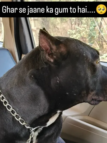 This handsome Pitbull looks a bit sad to leave home, but the comfortable ride always brings a smile to their face. I am experienced in handling strong breeds.