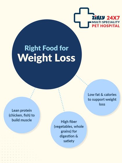 Zigly - Veterinary Services Pet Parent Resources & Tips photo 22