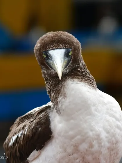 A quirky head-tilt from the Masked Booby. These birds are full of personality, and I love capturing these humorous and charming behaviors.