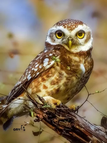 The direct gaze of a Spotted Owlet. Getting these intimate, eye-level portraits requires immense patience and understanding of the subject. It’s this connection that I strive to convey in my portrait photography.