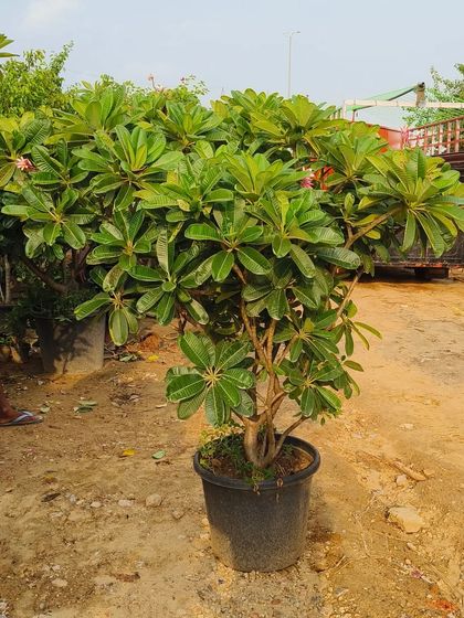 Another look at the Plumeria 'Pixie Dwarf'. You can see its bushy growth habit and lush green leaves, a perfect tropical addition to a patio.