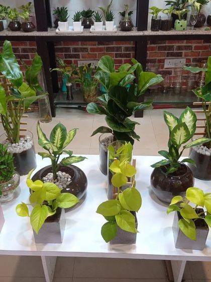 Indoor & Office Plants photo 22