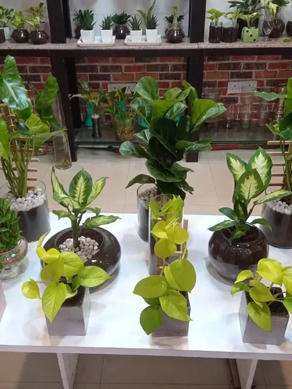 A full display of our indoor plant arrangements, featuring Fiddle Leaf Fig, Alocasia, and Money Plant, all in stylish glass pots.