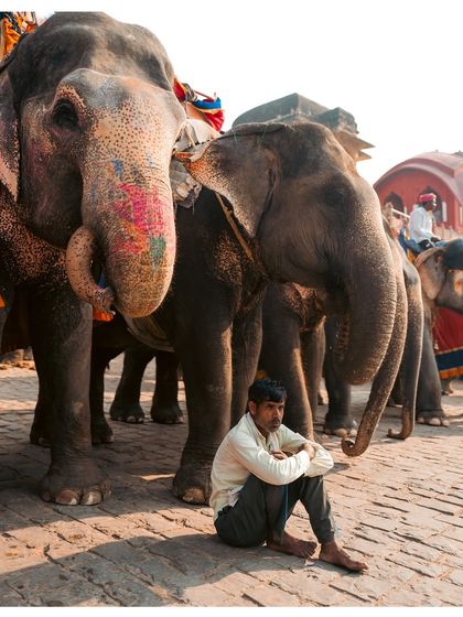 A mahout sits quietly on the ground while his elephants stand beside him in Jaipur. It's a moment of rest and connection between man and animal.