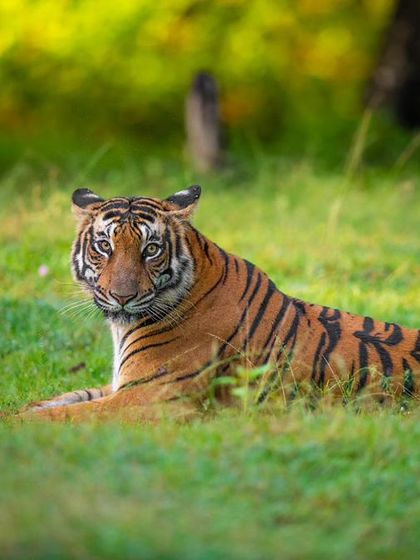 The beautiful queen Magge of Kabini, resting in the grass on an October morning. I watched her for over an hour as she patrolled and marked her territory, a clear message to other tigers.