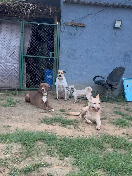 A group of our boarders relaxing together outside their room. We encourage calm coexistence and ensure every dog feels part of the pack.