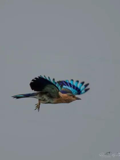 An Indian Roller captured mid-flight, showing the stunning shades of blue on its wings.