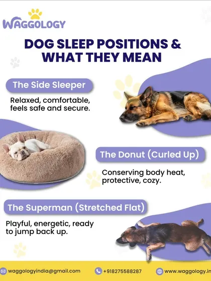 Did you know your dog's sleeping position can tell you how they're feeling? This guide explains what different positions, like the 'Side Sleeper' or 'Donut', mean about their comfort and security.