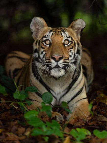 A young tigress freezes as a langur swings overhead, her wide eyes full of curiosity.