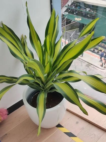 Corporate & Office Plantscaping photo 10