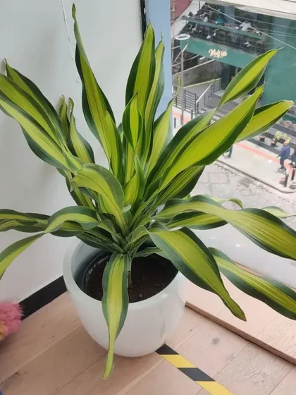 A close up of a vibrant Dracaena 'Song of India' plant in a white pot, thriving by an office window. Its yellow and green striped leaves brighten up the workspace.