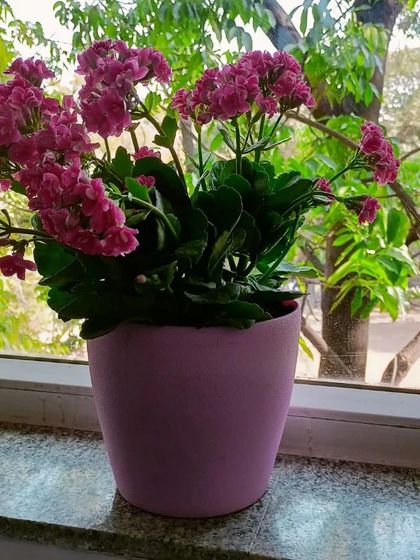 Multiplex Urban Green - Landscape & Garden Services Vertical Gardens & Office Greenery photo 7