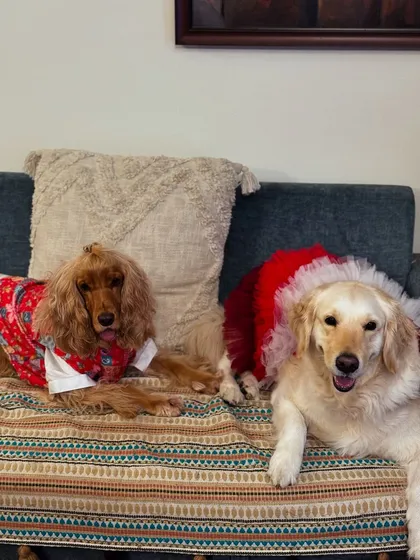 Two handsome dogs, Posto and Paro, relaxing on the couch during our Durga Puja get-together.