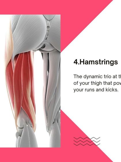 An illustration of the hamstrings. We teach you how this dynamic trio of muscles powers runs and kicks.