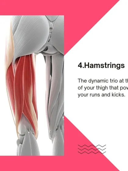 An illustration of the hamstrings. We teach you how this dynamic trio of muscles powers runs and kicks.