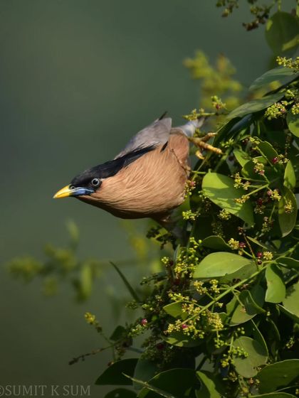 A Brahminy Starling munching on meswak fruits, its head tilted as it plucks a berry.