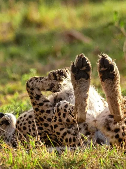 A cheetah rolling on its back in a moment of pure bliss. It's not all about the hunt; these cats have a playful side that is a delight to capture.
