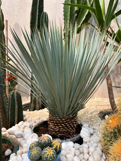The Yucca Rostrata is a stunning architectural plant with a sturdy trunk and striking silver-blue leaves. It adds a luxurious and dramatic desert-modern touch to any garden or large planter arrangement.