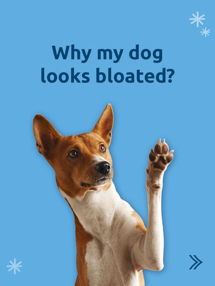 Is your dog looking bloated? There can be many reasons, from eating too fast to a gut imbalance. This guide helps you understand the potential causes.