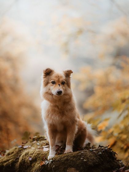 Rohit - Family & Pet Photography Seasonal Splendor: Spring & Autumn photo 6