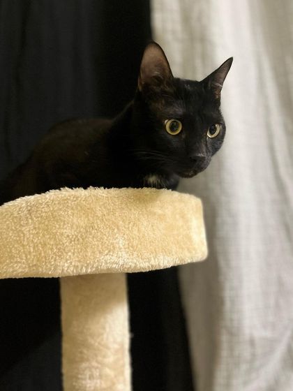 Bagheera has found a high perch on the cat tree. Providing vertical space is essential for cats to feel confident and secure.
