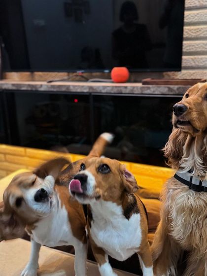 A candid shot capturing the different personalities of the three dogs.