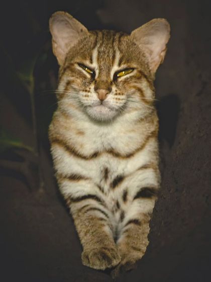 This Rusty-spotted cat sighting happened while we were tracking a leopard, a perfect example of how the jungle is always full of surprises.